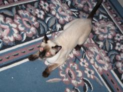 more kittens